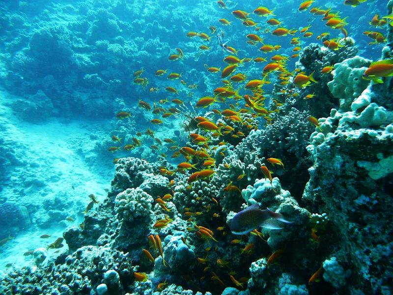 27 Korallen u Jungfische.JPG